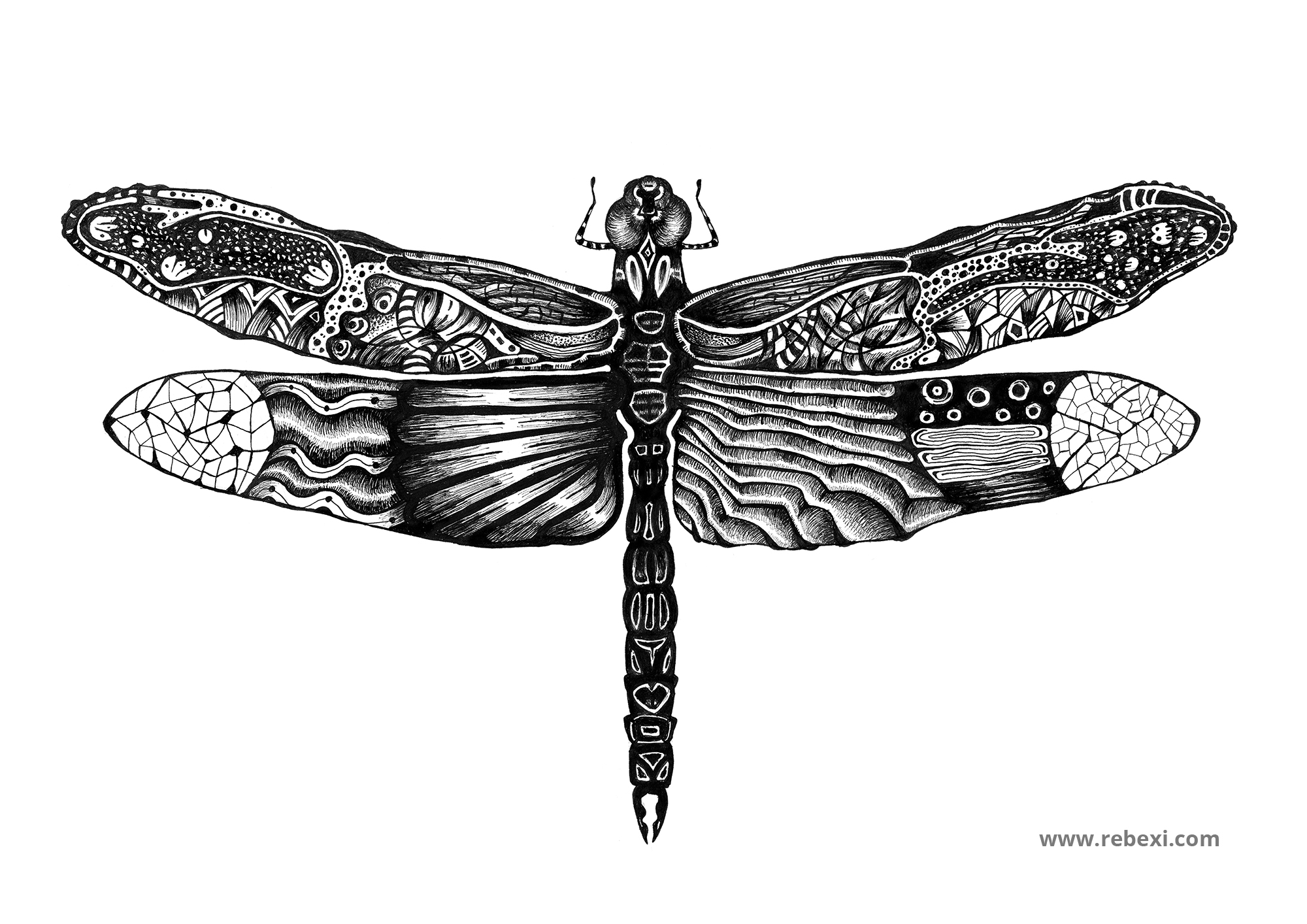 Drawing a Dragonfly - Rebexi