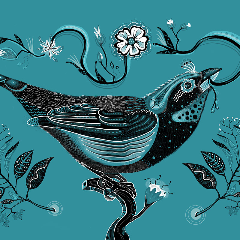 bird drawing