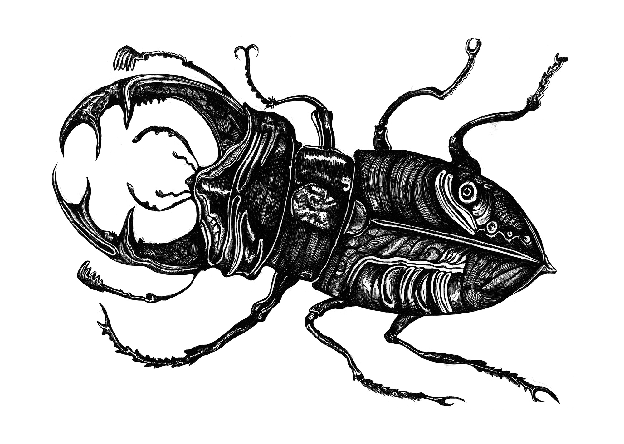 Stag Beetle