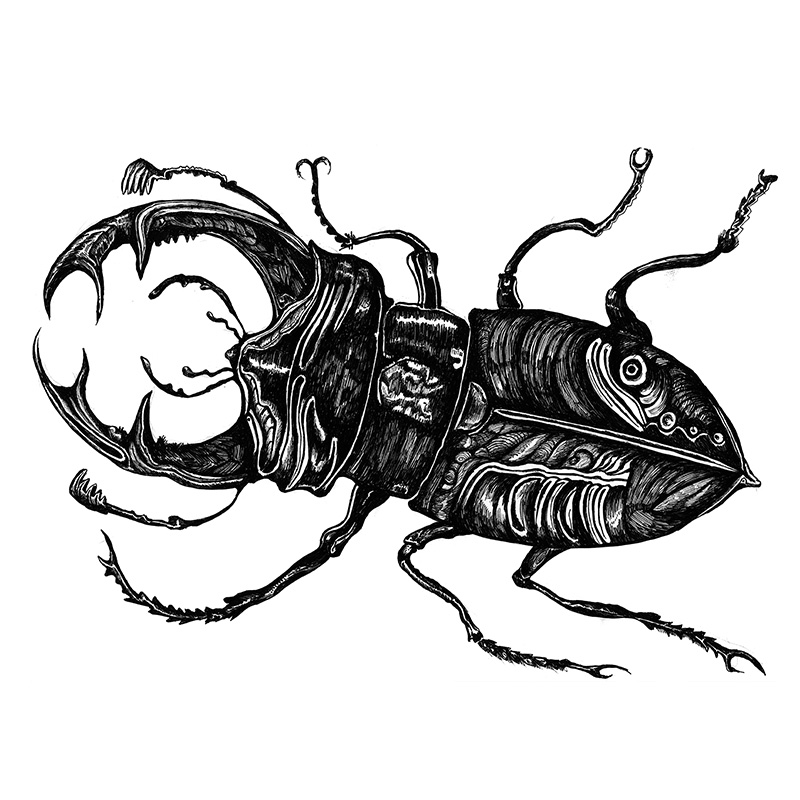 beetle preview
