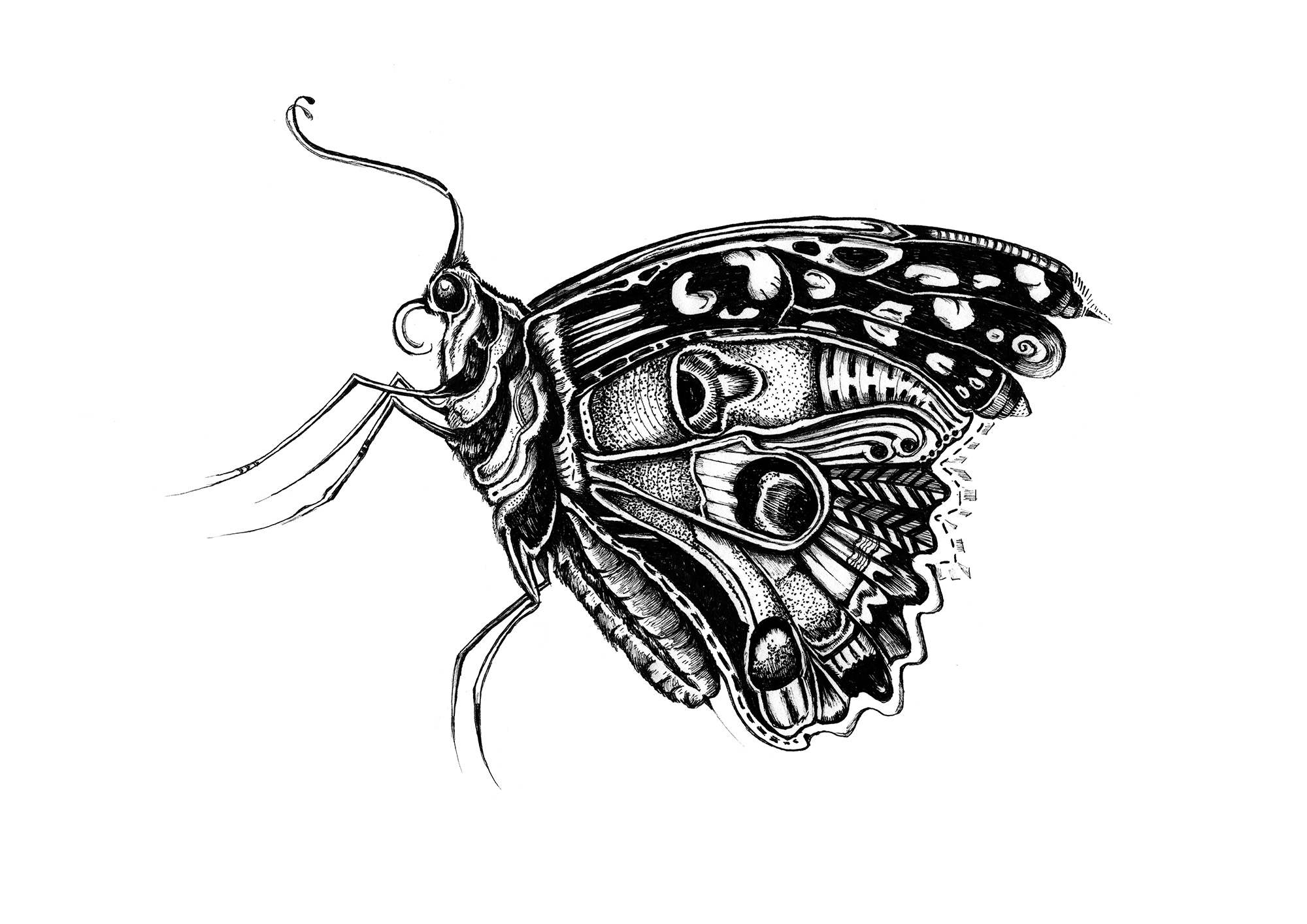 butterfly drawing