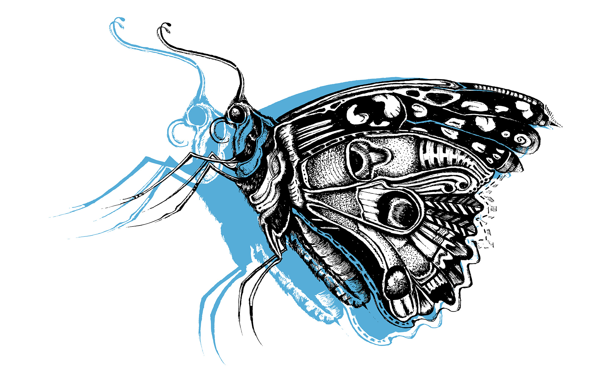 butterfly_classic_drawing_2