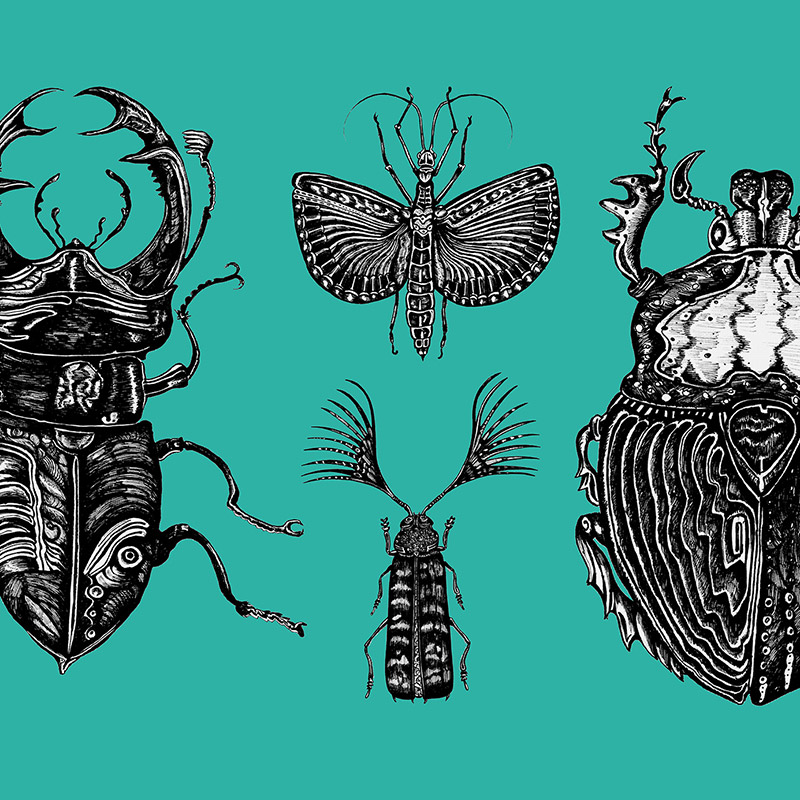 insects preview