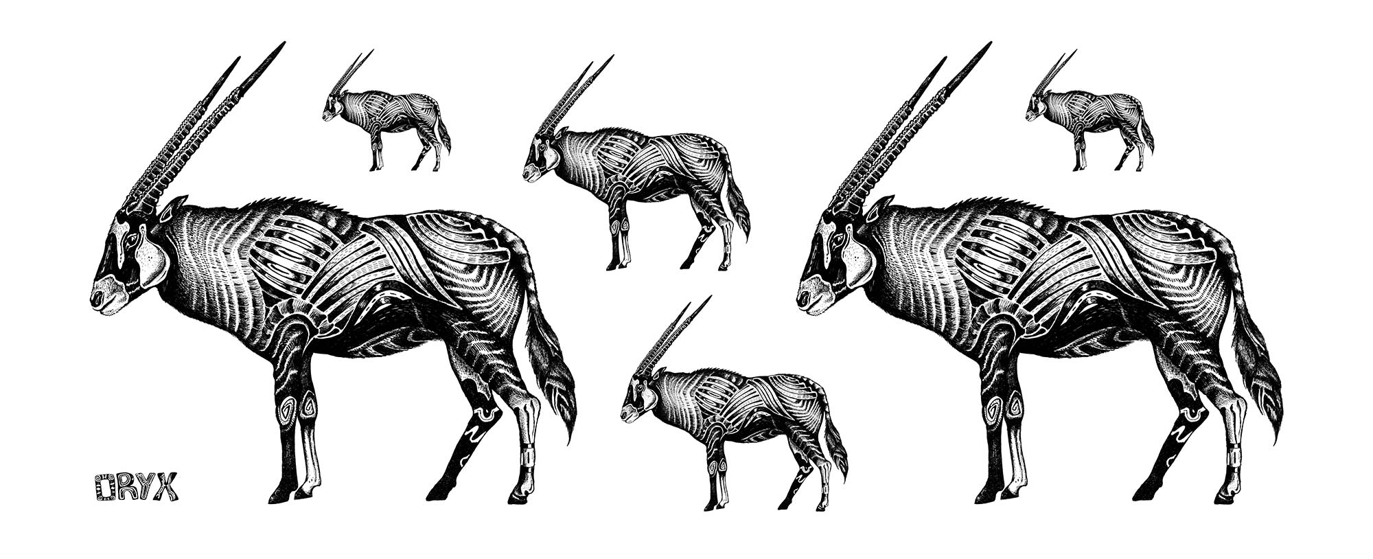 oryx-classica_drawing_2