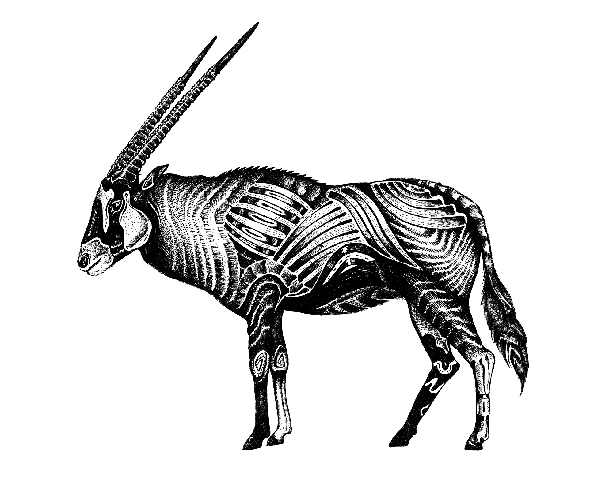 oryx illustration drawing