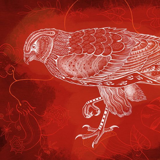bird of prey illustration