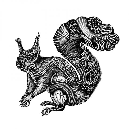 squirrel illustration preview