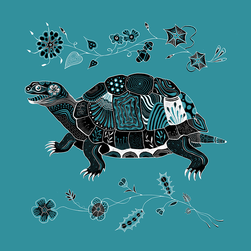 turtle preview